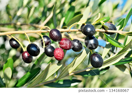Olives beginning to ripen (winter, December) Olives beginning to ripen (winter, December) 134168067
