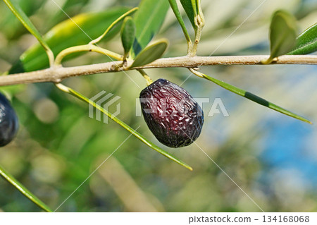 Olives beginning to ripen (winter, December) 134168068