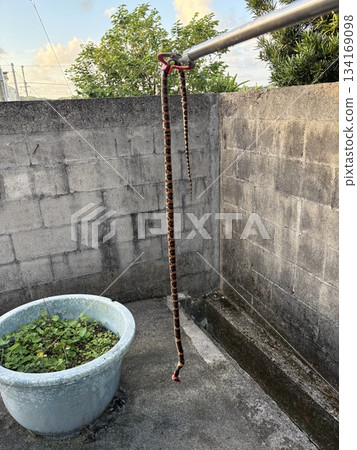 Snake capture Snake capture 134169098