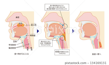 Human cross section showing the pharynx and larynx through to the trachea and esophagus Human cross section showing the pharynx and larynx through to the trachea and esophagus 134169131