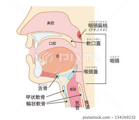 Human cross section showing the pharynx and larynx through to the trachea and esophagus Human cross section showing the pharynx and larynx through to the trachea and esophagus 134169132