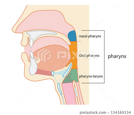 Human cross section showing the pharynx and larynx through to the trachea and esophagus 134169134