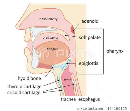 Human cross section showing the pharynx and larynx through to the trachea and esophagus Human cross section showing the pharynx and larynx through to the trachea and esophagus 134169135