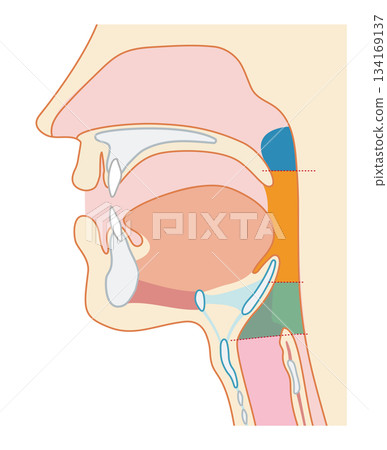 Human cross section showing the pharynx and larynx through to the trachea and esophagus Human cross section showing the pharynx and larynx through to the trachea and esophagus 134169137