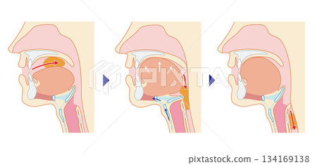 Human cross section showing the pharynx and larynx through to the trachea and esophagus Human cross section showing the pharynx and larynx through to the trachea and esophagus 134169138