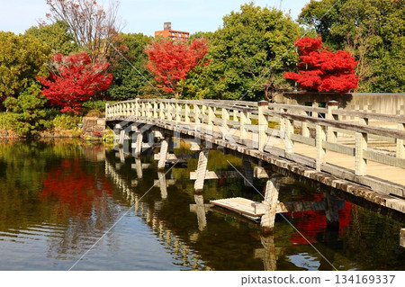 秋日的出會橋和白鳥園的紅葉美景 134169337