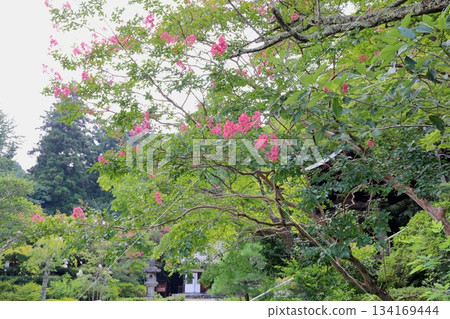 紫薇花 134169444