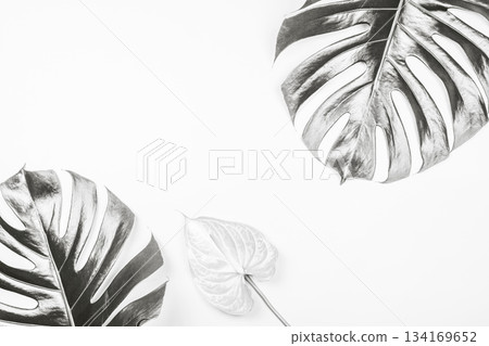Monstera and anthurium leaves on white background. Color of 2026 year dancer in the white cloud Monstera and anthurium leaves on white background. Color of 2026 year dancer in the white cloud 134169652