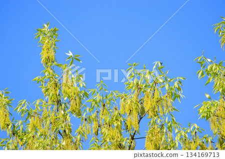 春意盎然的森林裡，橡實花競相綻放。 134169713