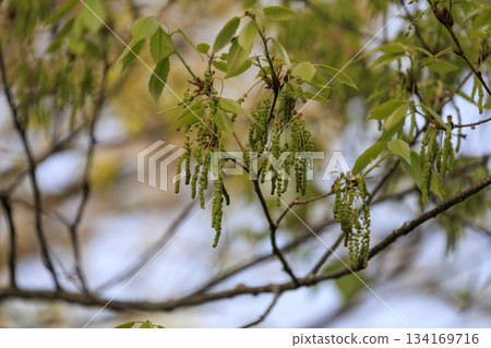 Acorn flowers blooming in the fresh green spring forest 134169716