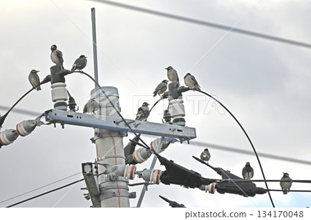 Many starlings gather on electric wires 134170048