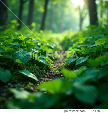 AI generated meditative forest floor foraging path with lush undergrowth 134170138