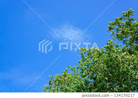 A beautiful contrast between the blue sky and green leaves 134170217