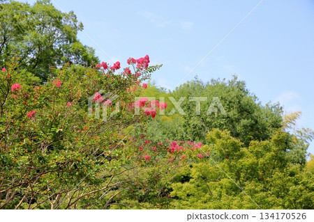 Vivid Crape Myrtle Flowers Vivid Crape Myrtle Flowers 134170526