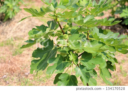 可愛的無花果 134170528