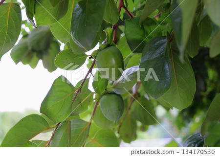 Oyster seeds Oyster seeds 134170530