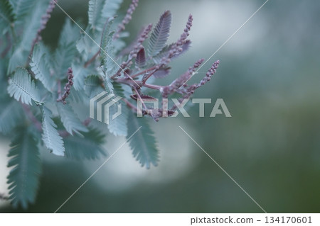 Mimosa flower buds 134170601