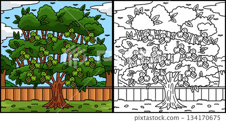 Walnut Tree Fruit Plant Coloring Page Illustration Walnut Tree Fruit Plant Coloring Page Illustration 134170675