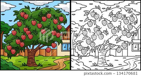 Lychee Tree Fruit Plant Coloring Page Illustration Lychee Tree Fruit Plant Coloring Page Illustration 134170681