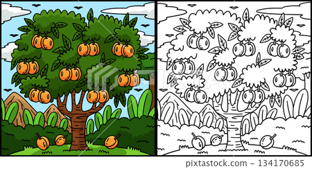 Apricot Tree Fruit Plant Coloring Illustration Apricot Tree Fruit Plant Coloring Illustration 134170685