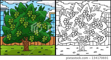 Macadamia Tree Fruit Plant Coloring Illustration Macadamia Tree Fruit Plant Coloring Illustration 134170691