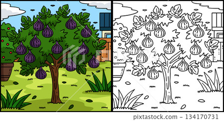 Fig Tree Fruit Plant Coloring Page Illustration Fig Tree Fruit Plant Coloring Page Illustration 134170731