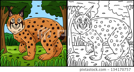 Forest Animal Lynx Coloring Page Illustration Forest Animal Lynx Coloring Page Illustration 134170757