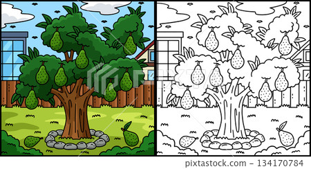 Avocado Tree Fruit Plant Coloring Illustration Avocado Tree Fruit Plant Coloring Illustration 134170784