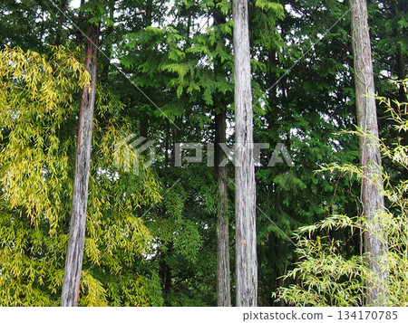 A deep forest landscape with a mix of fresh greenery and evergreen trees A deep forest landscape with a mix of fresh greenery and evergreen trees 134170785