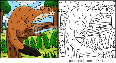 Forest Animal Stoat Coloring Page Illustration Forest Animal Stoat Coloring Page Illustration 134170820
