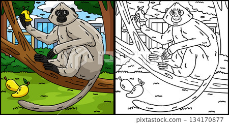 Hanuman Langur Monkey Coloring Page Illustration  134170877