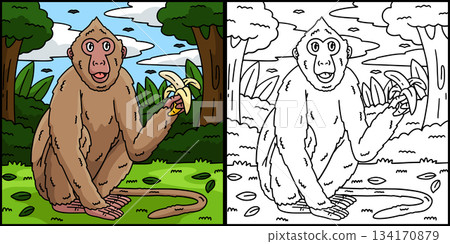 Crab Eating Macaque Monkey Coloring Illustration  134170879