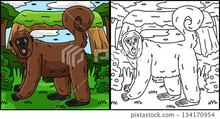 Woolly Monkey Coloring Page Colored Illustration  134170954