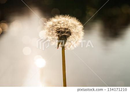Flower, pollen and closeup of dandelion in nature for spring, pollination and natural background. Earth, garden weed and zoom of plants for environment, ecosystem and ecology for landscape mockup Flower, pollen and closeup of dandelion in nature for spring, pollination and natural background. Earth, garden weed and zoom of plants for environment, ecosystem and ecology for landscape mockup 134171210
