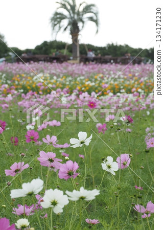 在公園裡的波斯菊 134171230