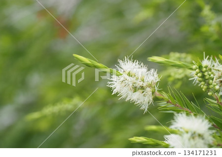 Brush tree flowers beginning to bloom Brush tree flowers beginning to bloom 134171231