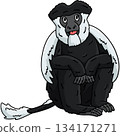 Black and White Colobus Monkey Cartoon Clipart  134171271