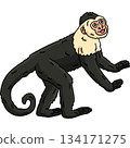 Capuchin Monkey Animal Cartoon Colored Clipart  134171275