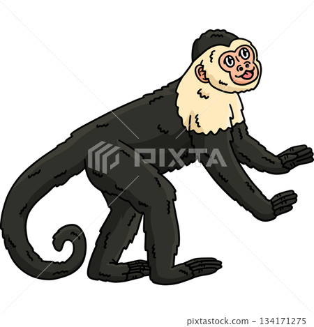 Capuchin Monkey Animal Cartoon Colored Clipart  134171275