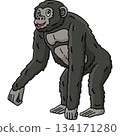 Bonobo Great Ape Animal Cartoon Colored Clipart  134171280