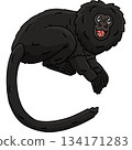 Black Lion Tamarin Monkey Cartoon Colored Clipart  134171283