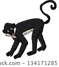 Geoffroy Spider Monkey Animal Cartoon Clipart  134171285