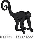 Spider Monkey Animal Cartoon Colored Clipart  134171288
