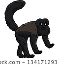 Bearded Saki Monkey Cartoon Colored Clipart  134171293