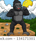 Gorilla Chest Beating Colored Cartoon Illustration 134171301