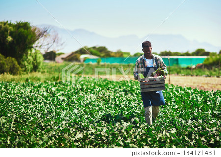 Farmer, agriculture and black man with crate on farm after harvest of vegetables on mockup. Agro, countryside and African person with box of green product, food or farming in field for sustainability 134171431