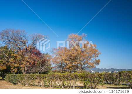 初冬時節的嵐山東公園，京都 134171629