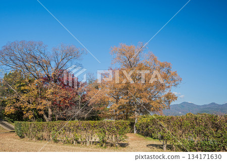 初冬時節的嵐山東公園,京都 初冬時節的嵐山東公園,京都 134171630