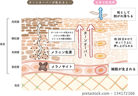 Watercolor illustration of a cross-section showing skin turnover 134172166