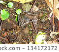 Beautiful mountain brown frog 134172172